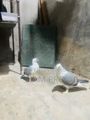 সাটিং কবুতর