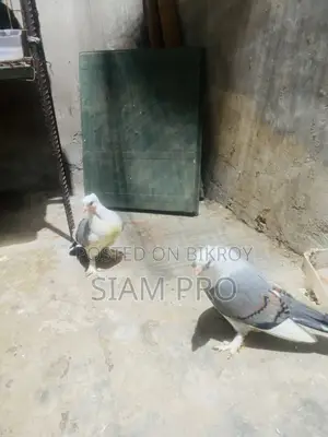 সাটিং কবুতর