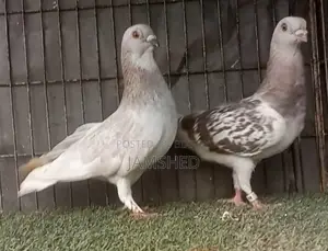 দামাসিন কবুতর