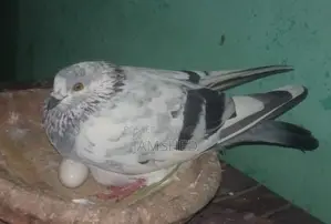 দামাসিন কবুতর