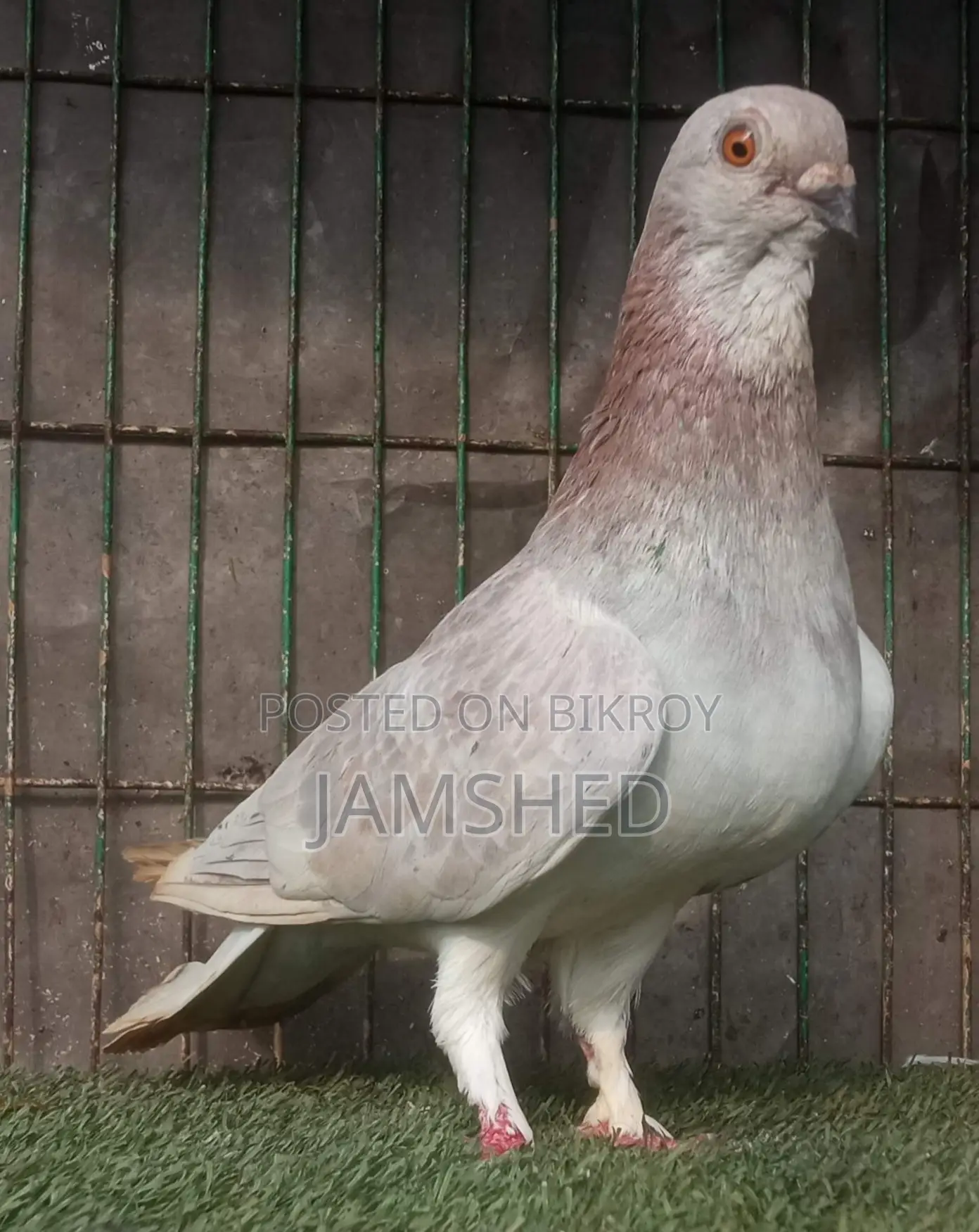 দামাসিন কবুতর