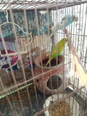 পাখি বাজিগর