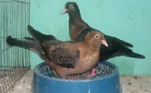 আর্চ এঞ্জেল ডিমসহ জোড়া