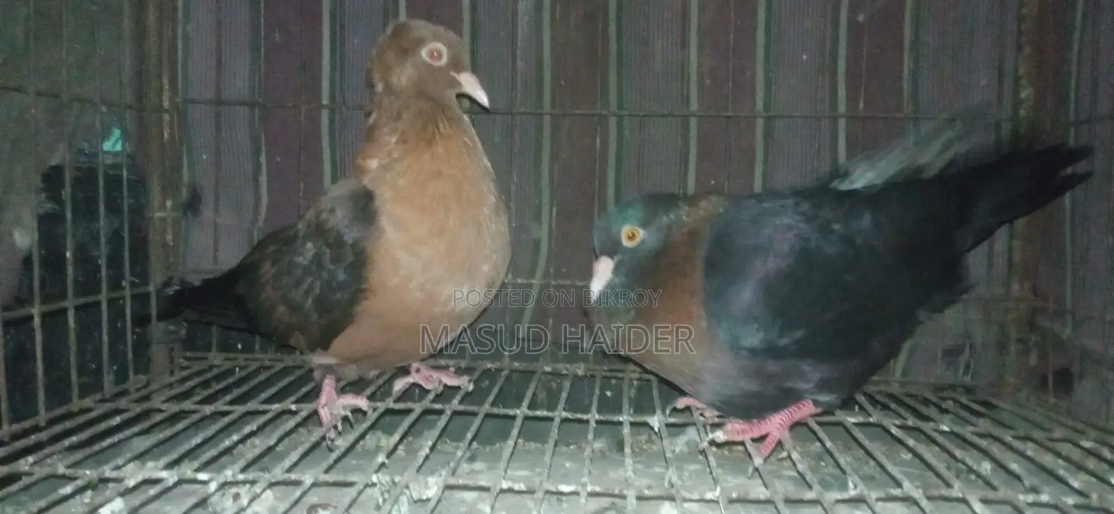আর্চ এঞ্জেল ডিমসহ জোড়া