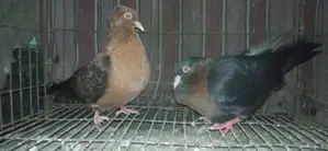 আর্চ এঞ্জেল ডিমসহ জোড়া