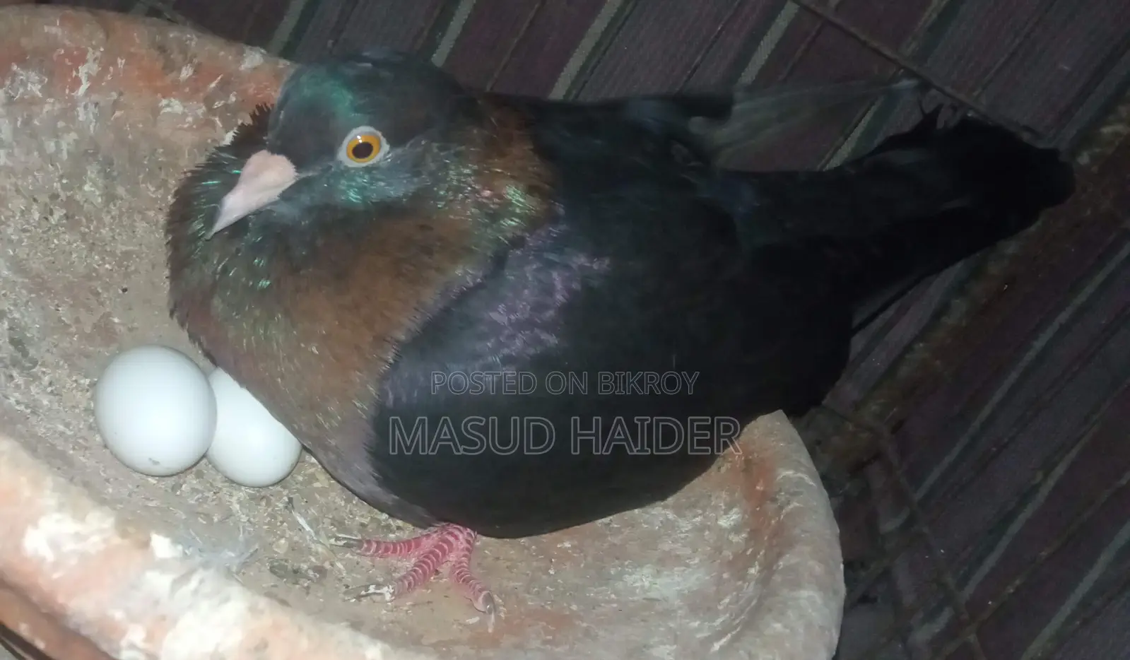 আর্চ এঞ্জেল ডিমসহ জোড়া