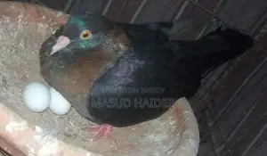 আর্চ এঞ্জেল ডিমসহ জোড়া
