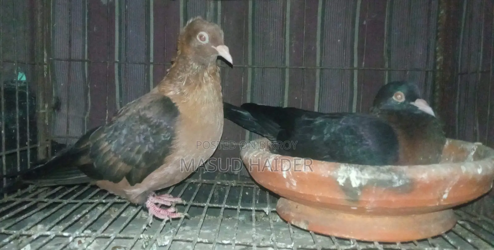 আর্চ এঞ্জেল ডিমসহ জোড়া