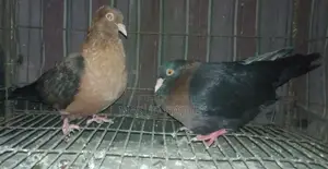 আর্চ এঞ্জেল ডিমসহ জোড়া