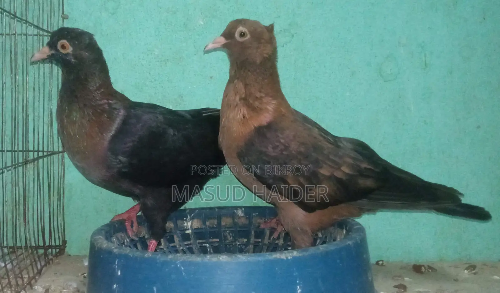 আর্চ এঞ্জেল ডিমসহ জোড়া