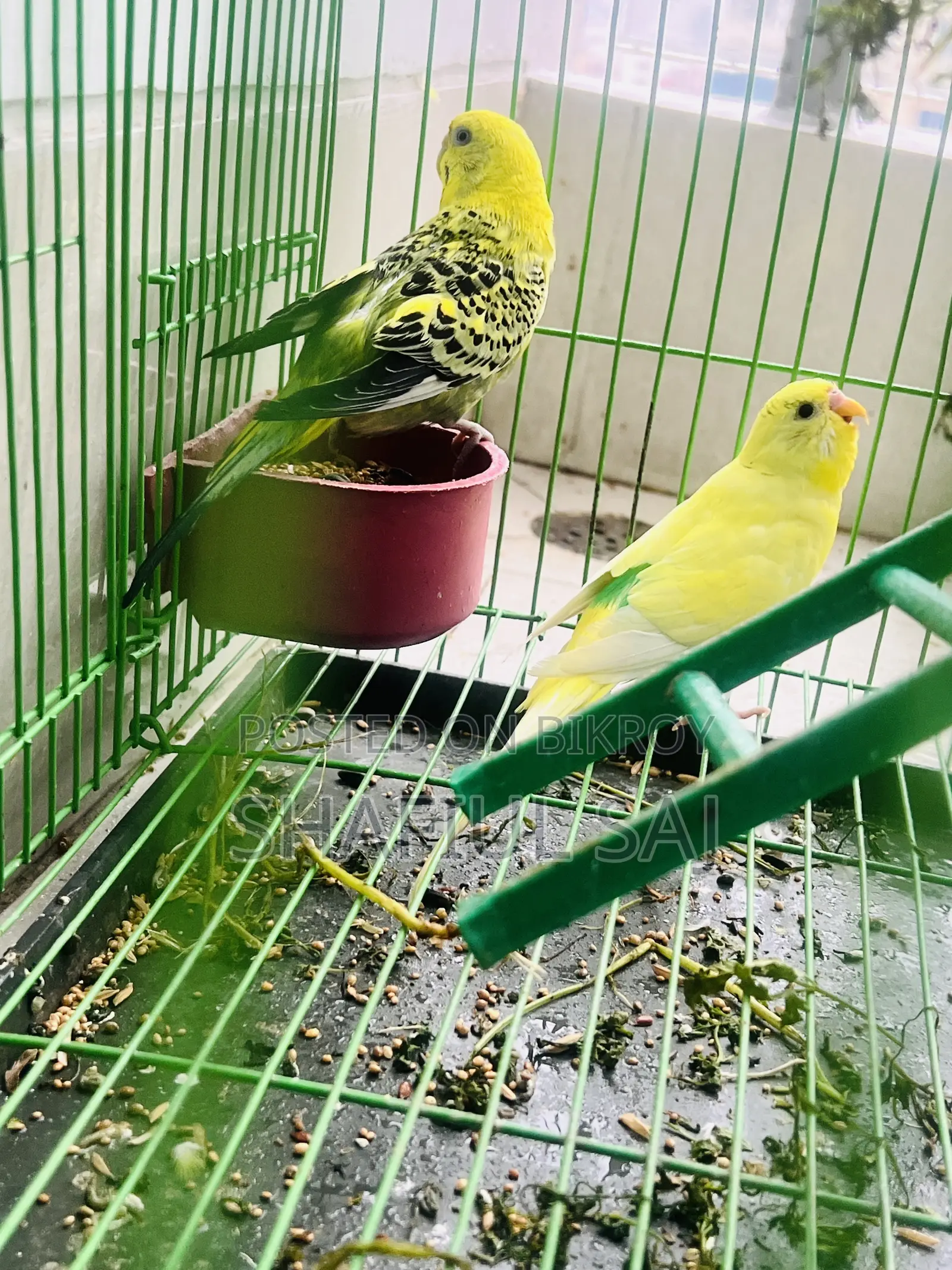 Urgent Sell!! Budgerigar Bird