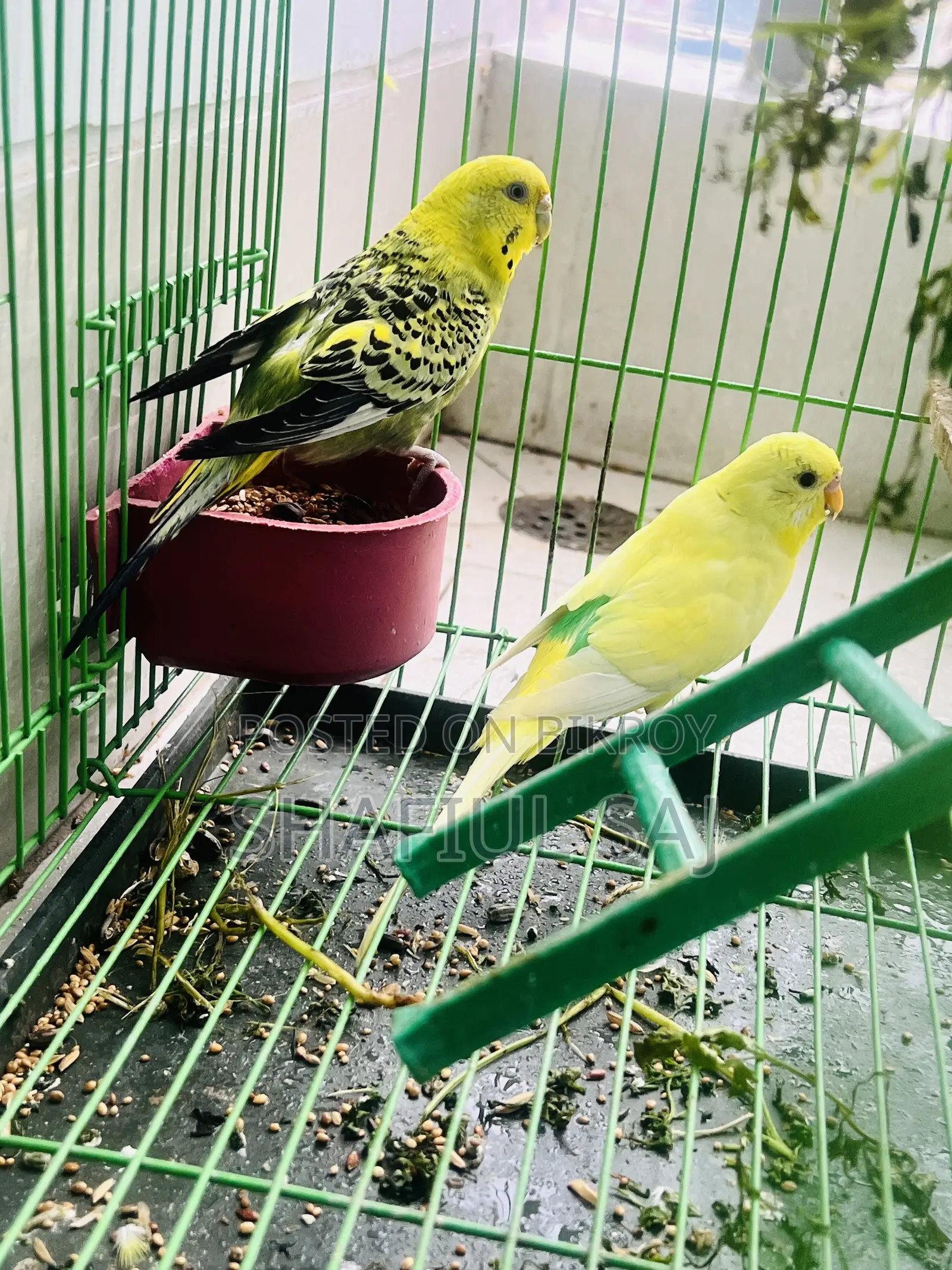 Urgent Sell!! Budgerigar Bird