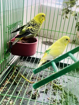 Urgent Sell!! Budgerigar Bird