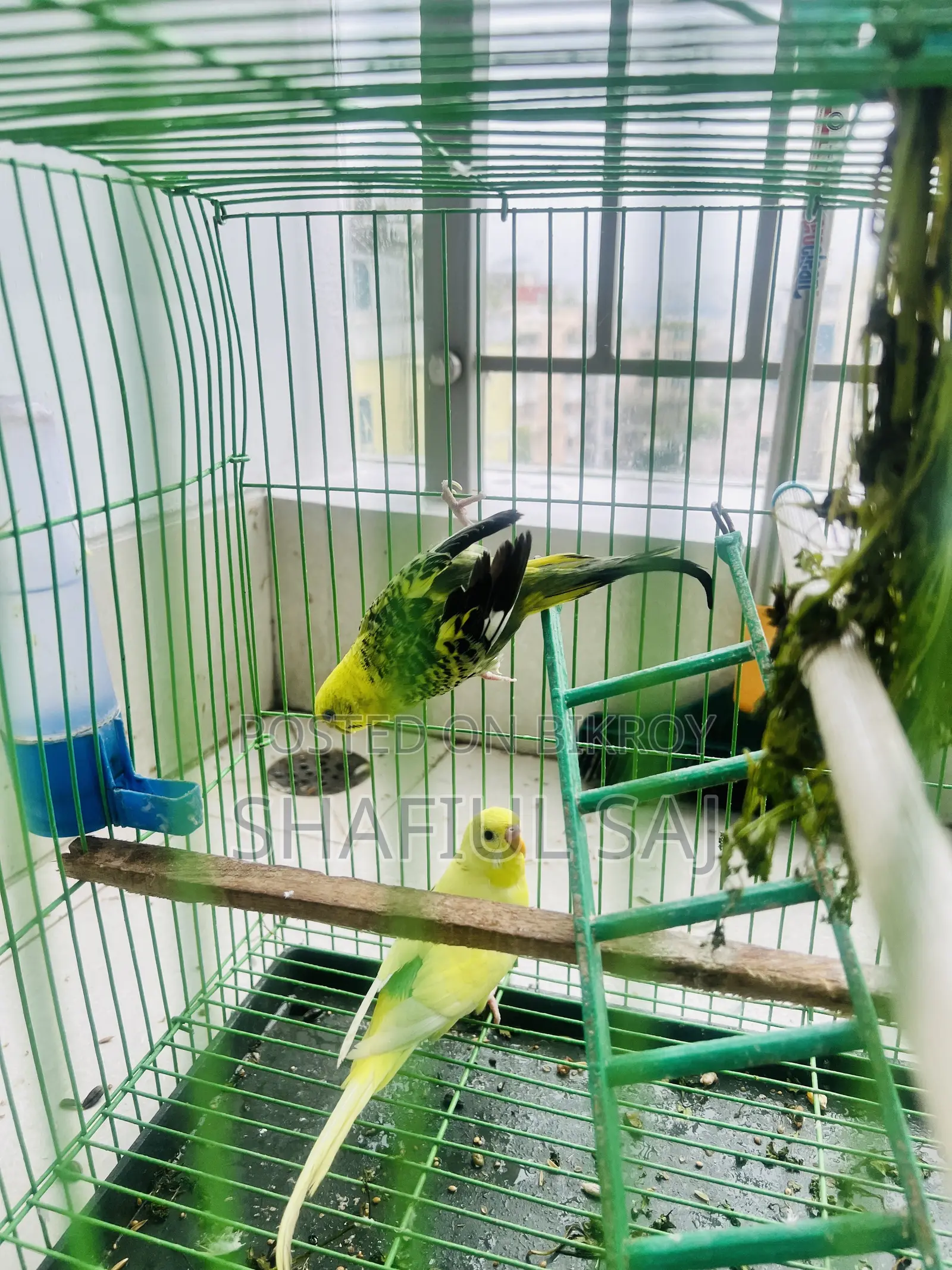 Urgent Sell!! Budgerigar Bird
