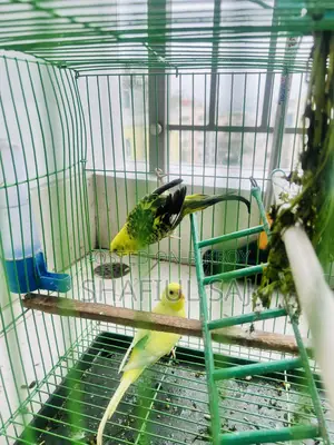 Urgent Sell!! Budgerigar Bird