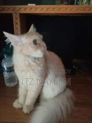 3-6 Months Female Purebred Persian
