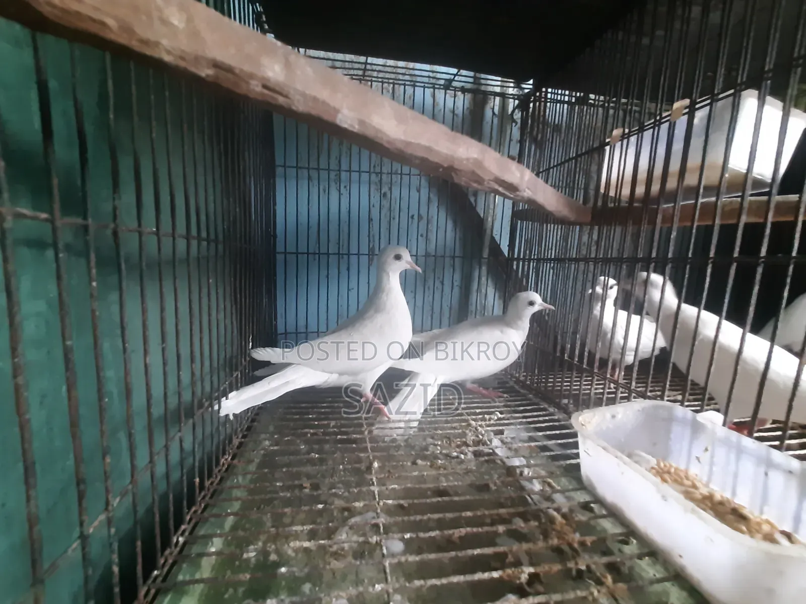 অস্ট্রেলিয়ান ঘুঘু