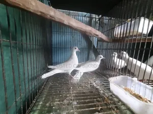 অস্ট্রেলিয়ান ঘুঘু