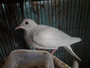 অস্ট্রেলিয়ান ঘুঘু