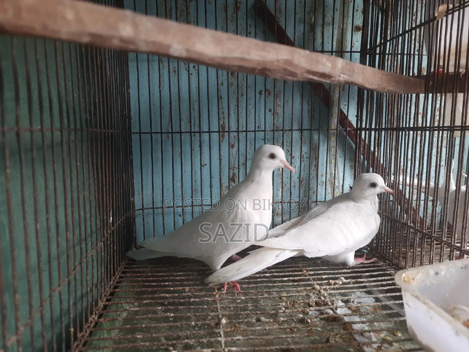 অস্ট্রেলিয়ান ঘুঘু