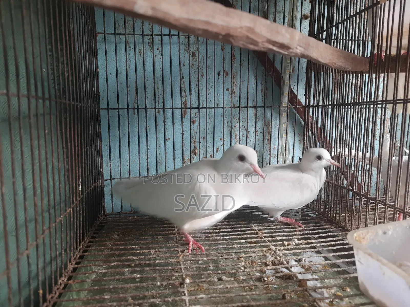 অস্ট্রেলিয়ান ঘুঘু
