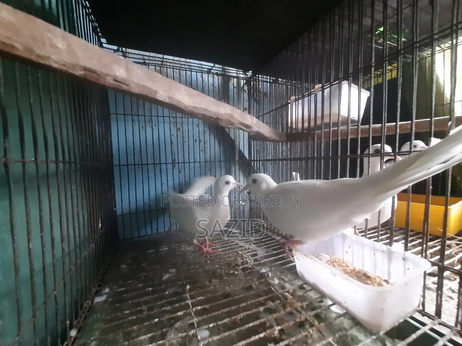 অস্ট্রেলিয়ান ঘুঘু