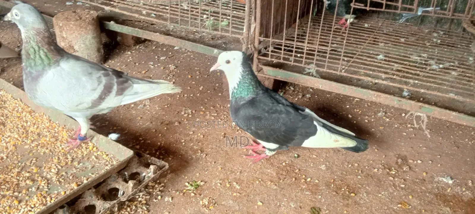 গোল্লা কবুতর বিক্রয় হইবে