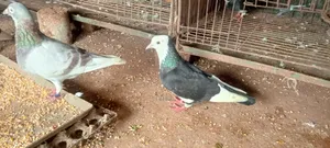 গোল্লা কবুতর বিক্রয় হইবে