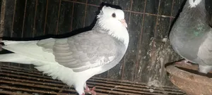 গোল্লা কবুতর বিক্রয় হইবে