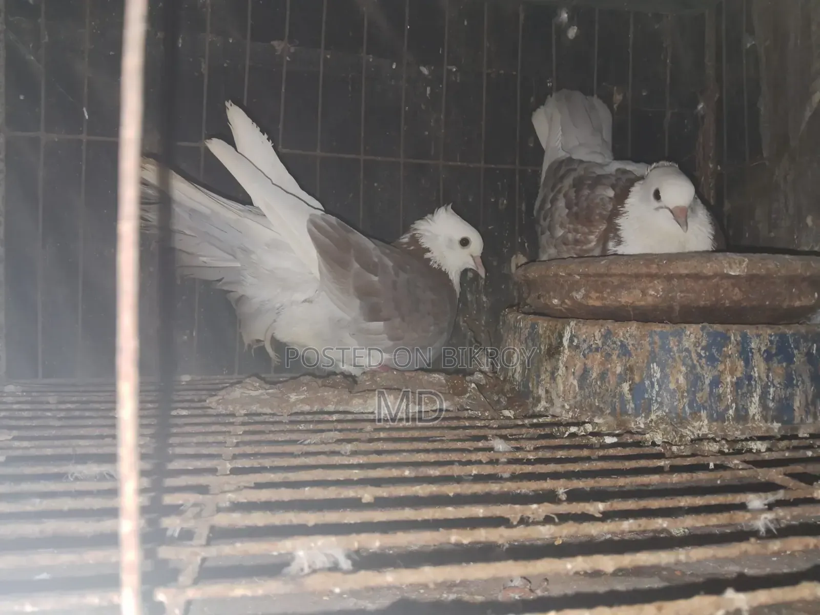 গোল্লা কবুতর বিক্রয় হইবে