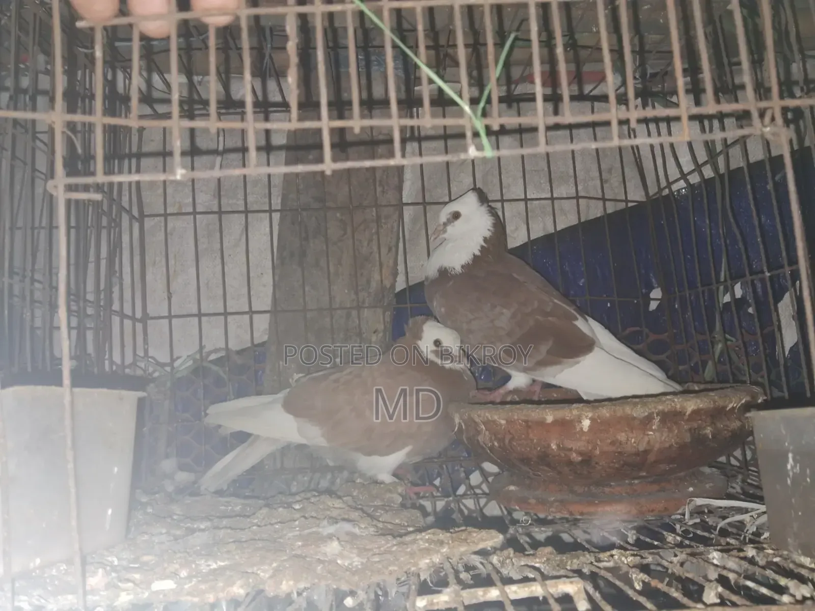 গোল্লা কবুতর বিক্রয় হইবে