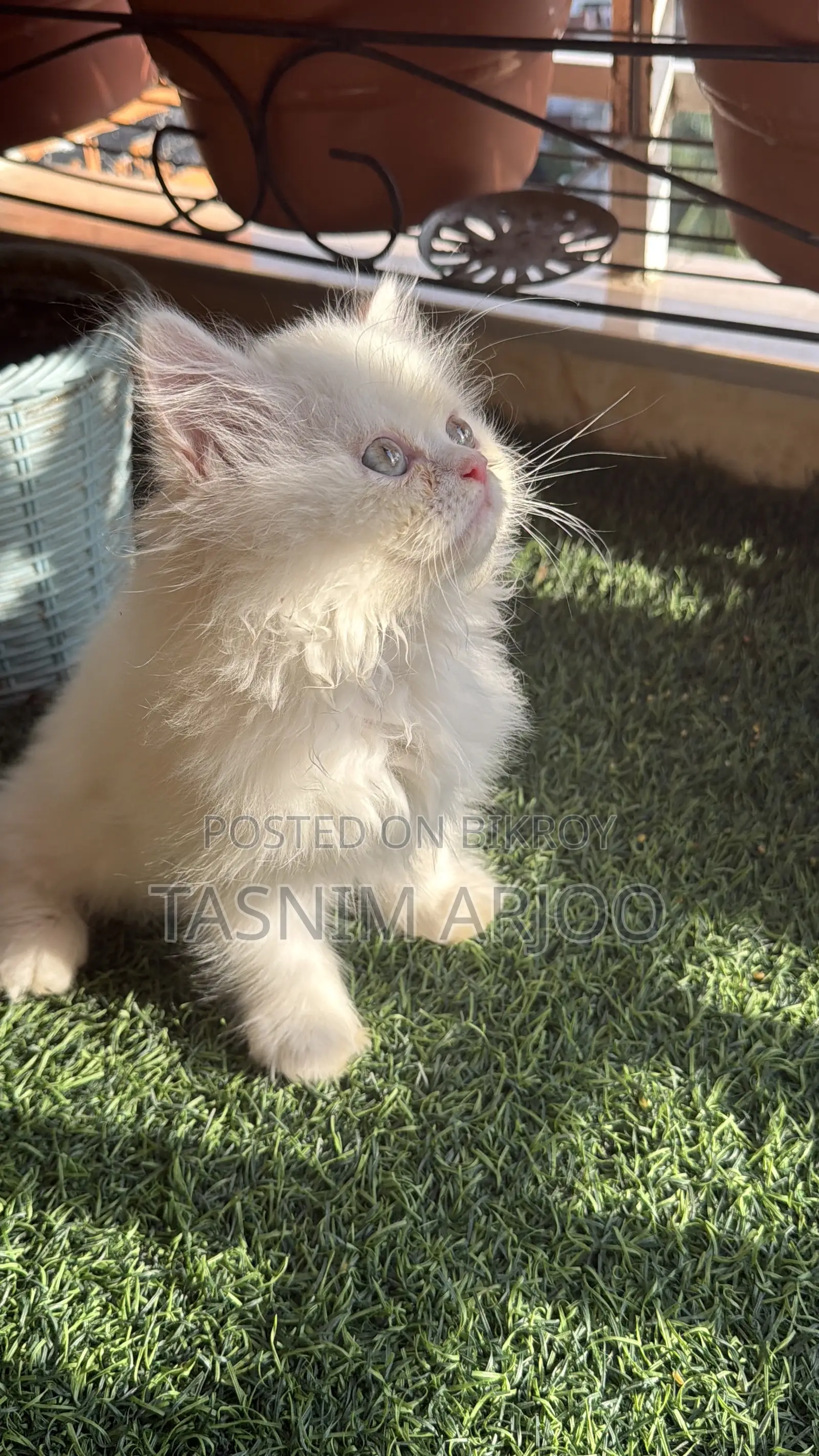 1-3 Months Female Purebred Persian