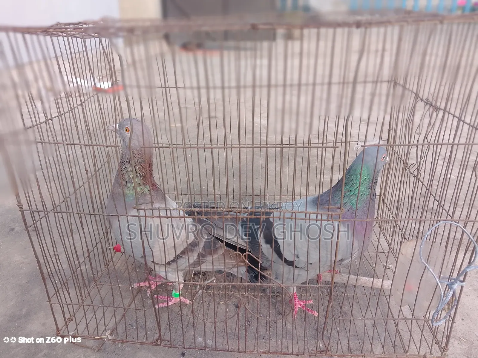 Racer Homa Pigeon