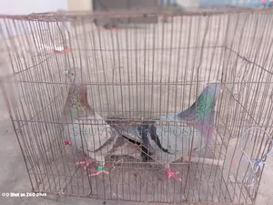 রেসার খমা কবুতর