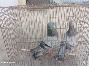 Racer Homa Pigeon