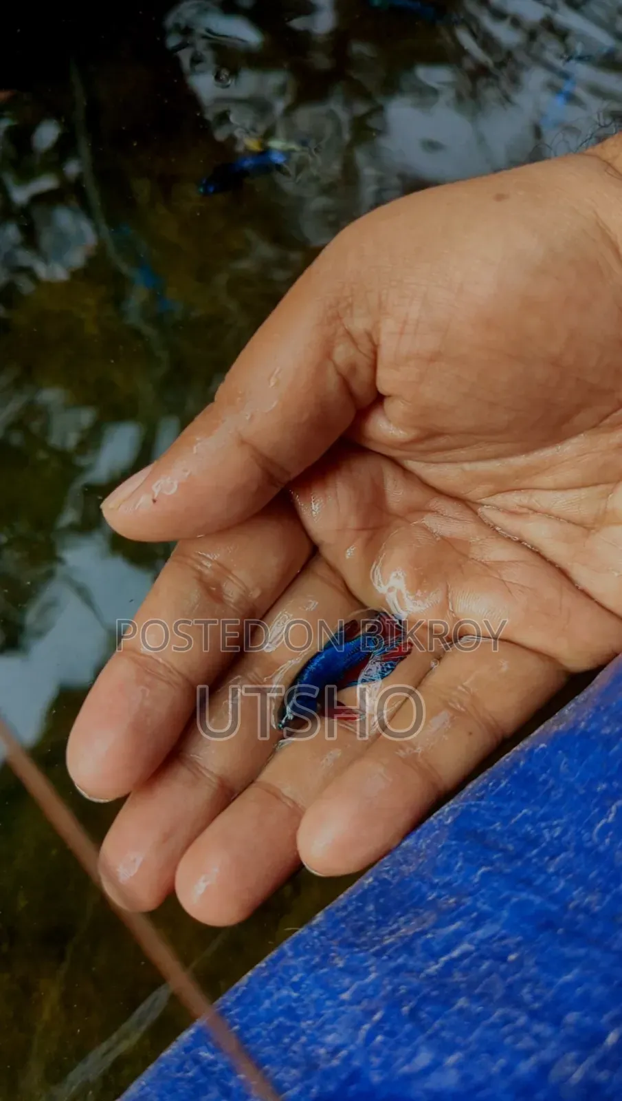 Fancy Jokerface Plaket Jaring Size Betta