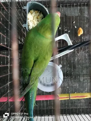 ইন্ডিয়ান টিয়া পাখি