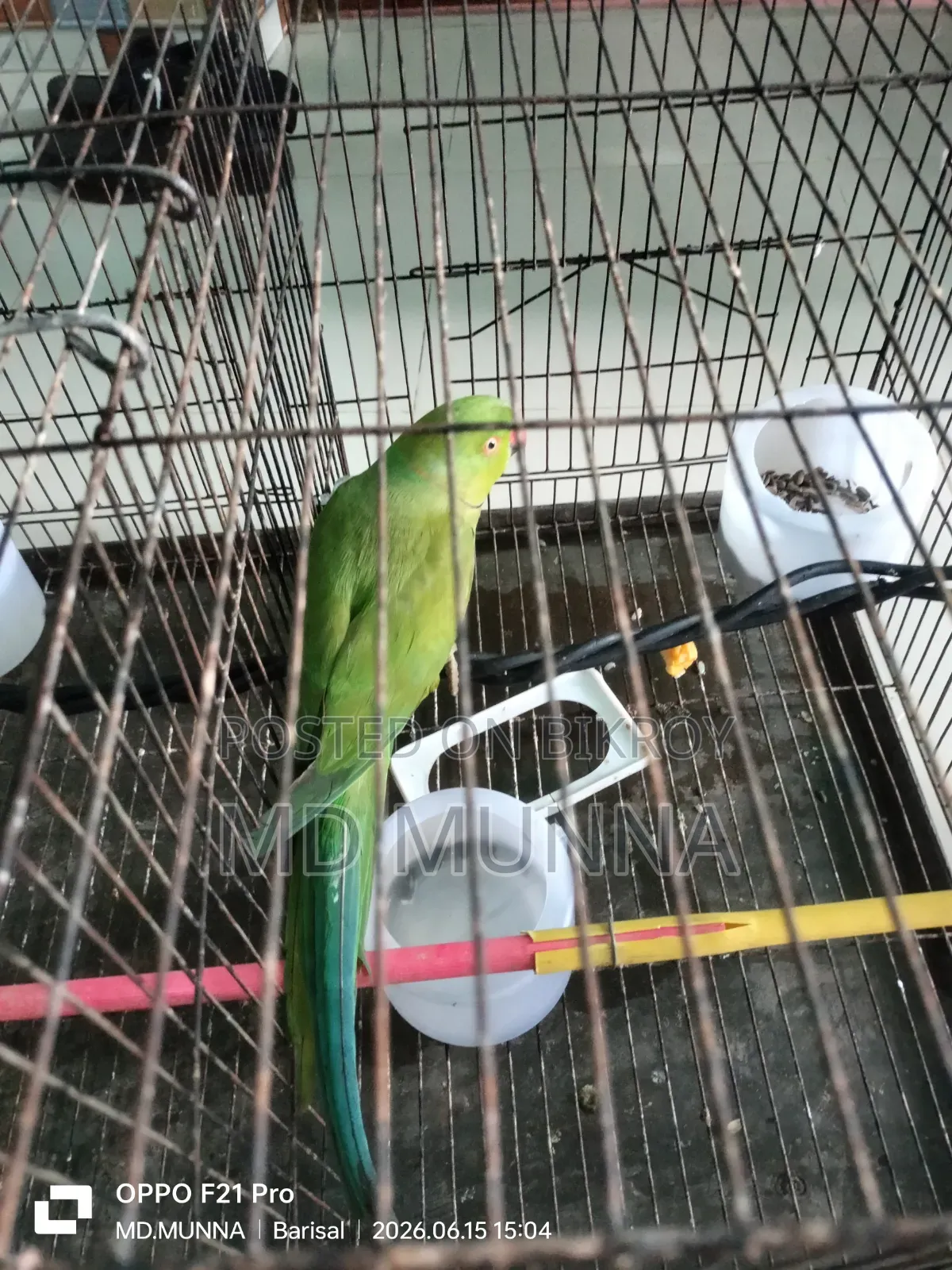 ইন্ডিয়ান টিয়া পাখি