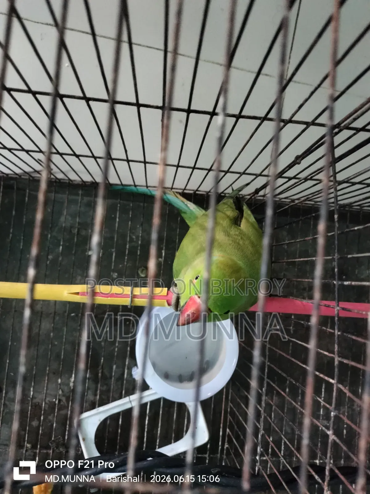 ইন্ডিয়ান টিয়া পাখি
