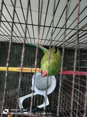 ইন্ডিয়ান টিয়া পাখি