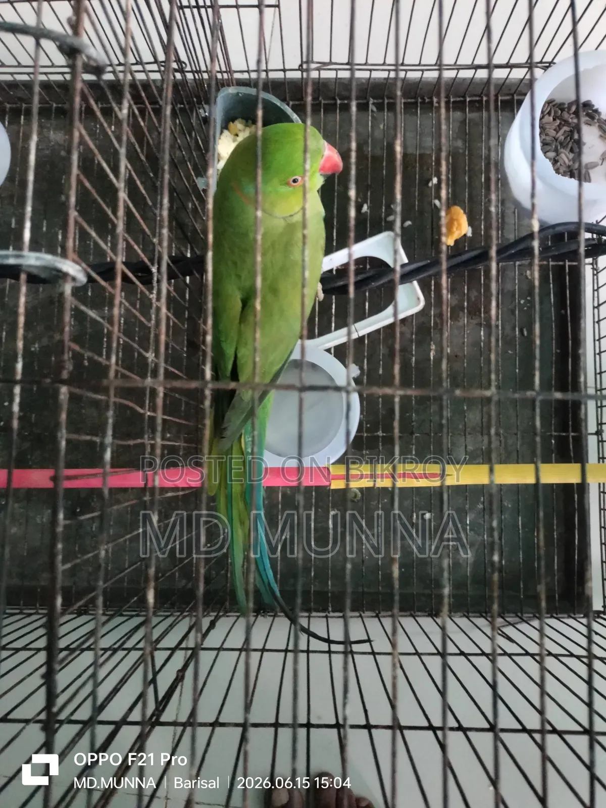 ইন্ডিয়ান টিয়া পাখি