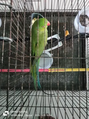 ইন্ডিয়ান টিয়া পাখি