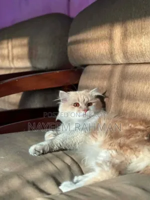 6-12 Months Male Purebred Persian