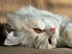 6-12 Months Male Purebred Persian