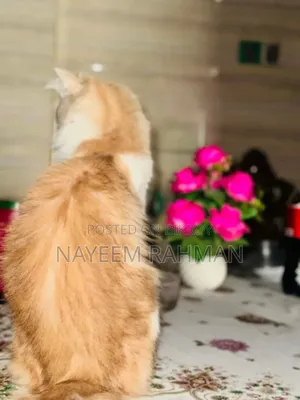 6-12 Months Male Purebred Persian