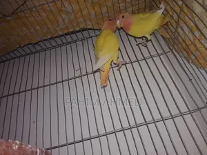লাভবার্ড ২ জোড়া