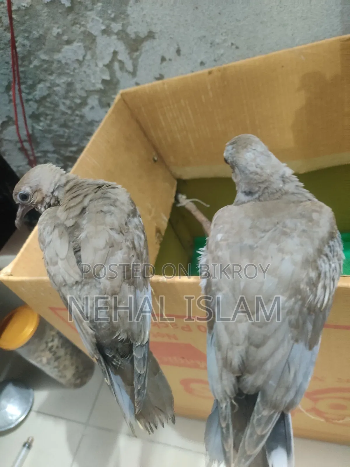 ঘুঘু পাখি Adult Bird
