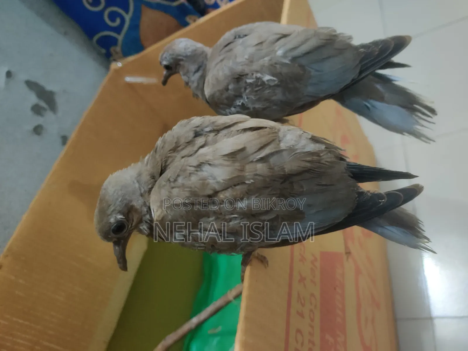 ঘুঘু পাখি Adult Bird