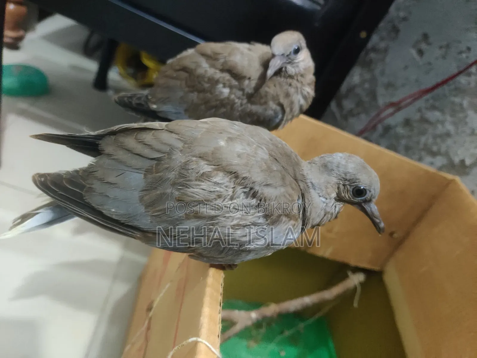 ঘুঘু পাখি Adult Bird