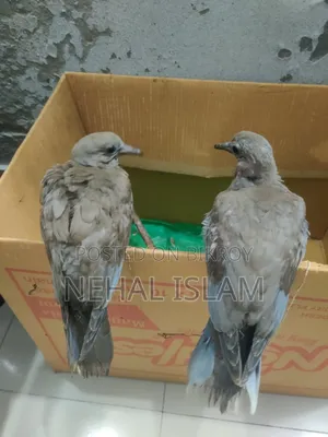ঘুঘু পাখি Adult Bird